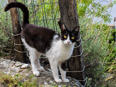 Cute kitty nature
