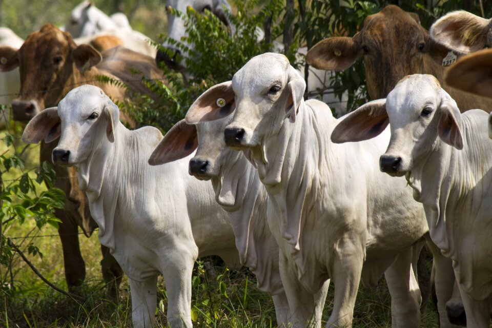Animals cow veal