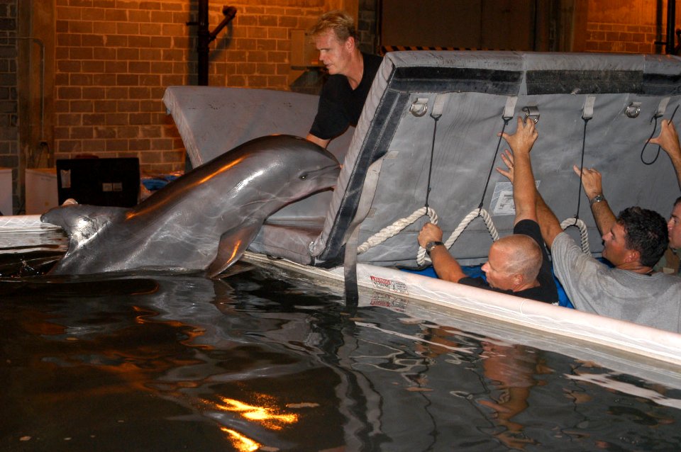 US Navy 050917-N-0793G-018 An Atlantic Bottlenose Dolphin displaced when hurricane Katrina is carefully placed in a temporary saltwater pool facility at the Naval Construction Battalion Center Gulfport