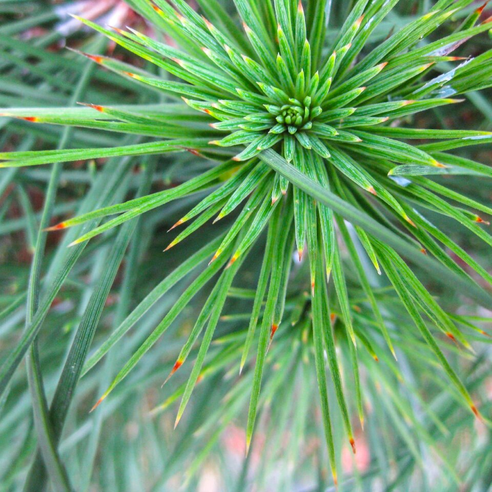 Plant autumn nature