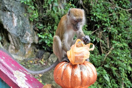 Jungle primate wild