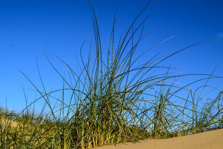 Blue sky contrasts of the nature grasses