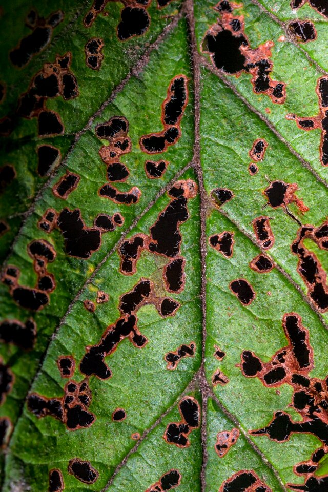 Green leaf close up macro