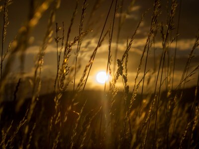 Setting sun orange plant photo