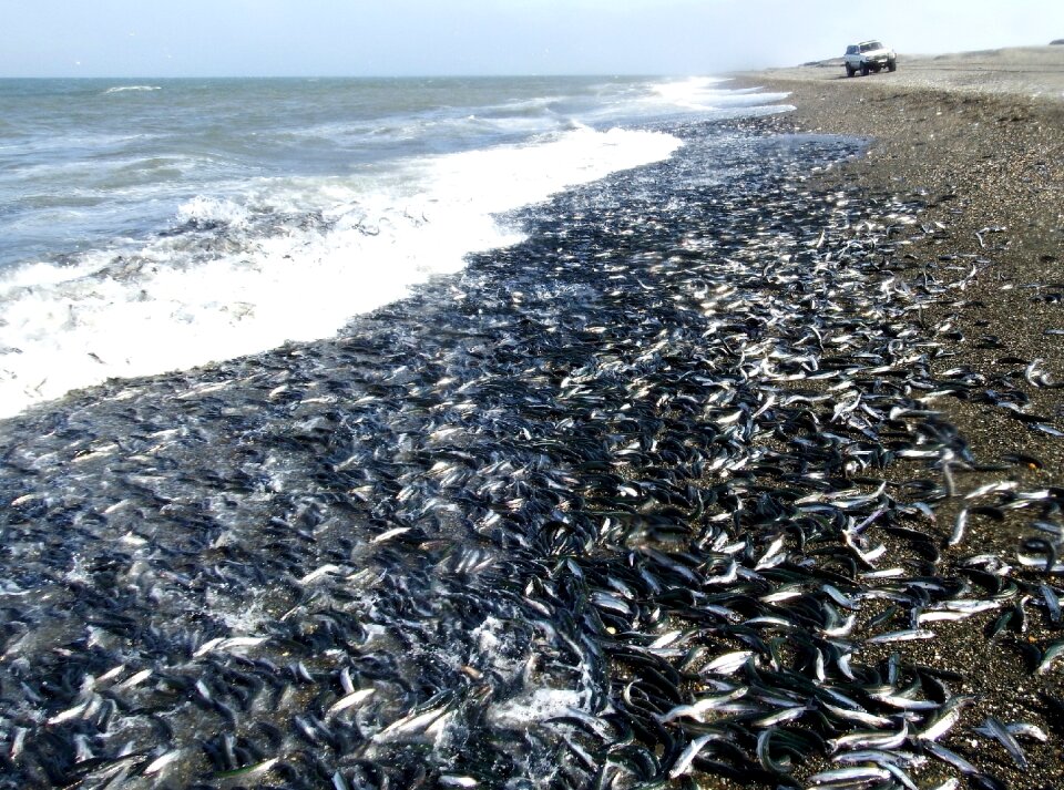 Coast fish capelin
