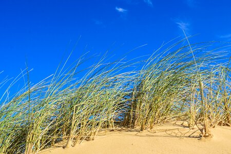 Sand dune dune grass coastal landscape