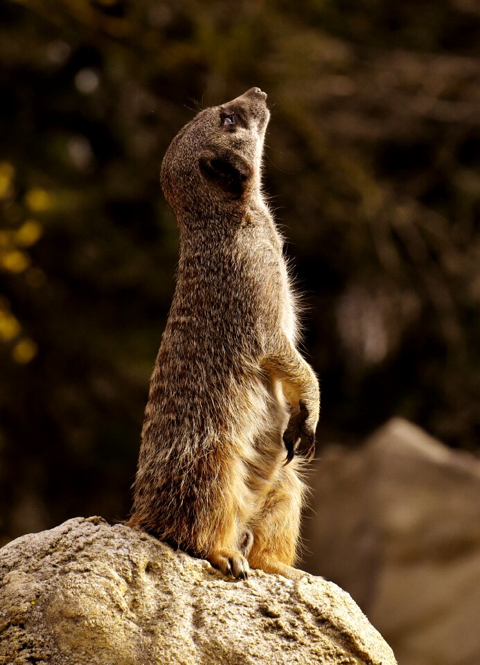 Zoo tiergarten small
