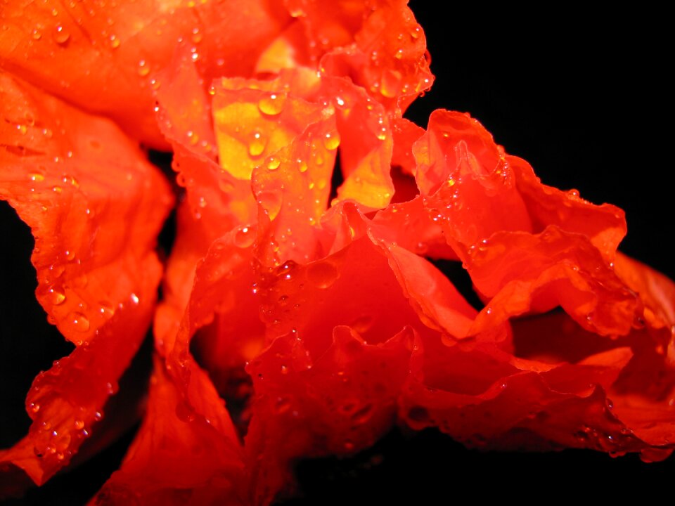 Flower macro color