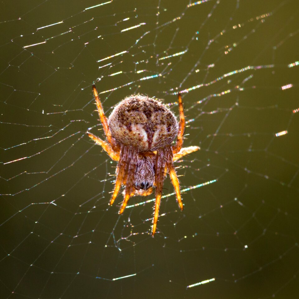 Close up small spider arachnids