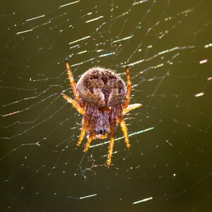 Close up small spider arachnids