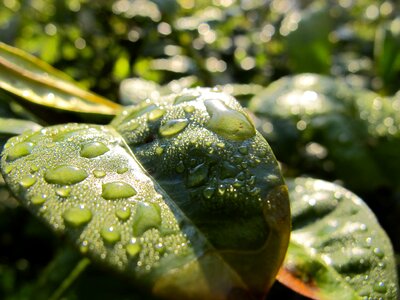 Nature raindrop green leaf