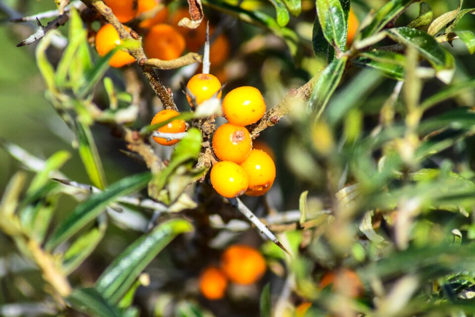 Sea buckthorn fruits berries
