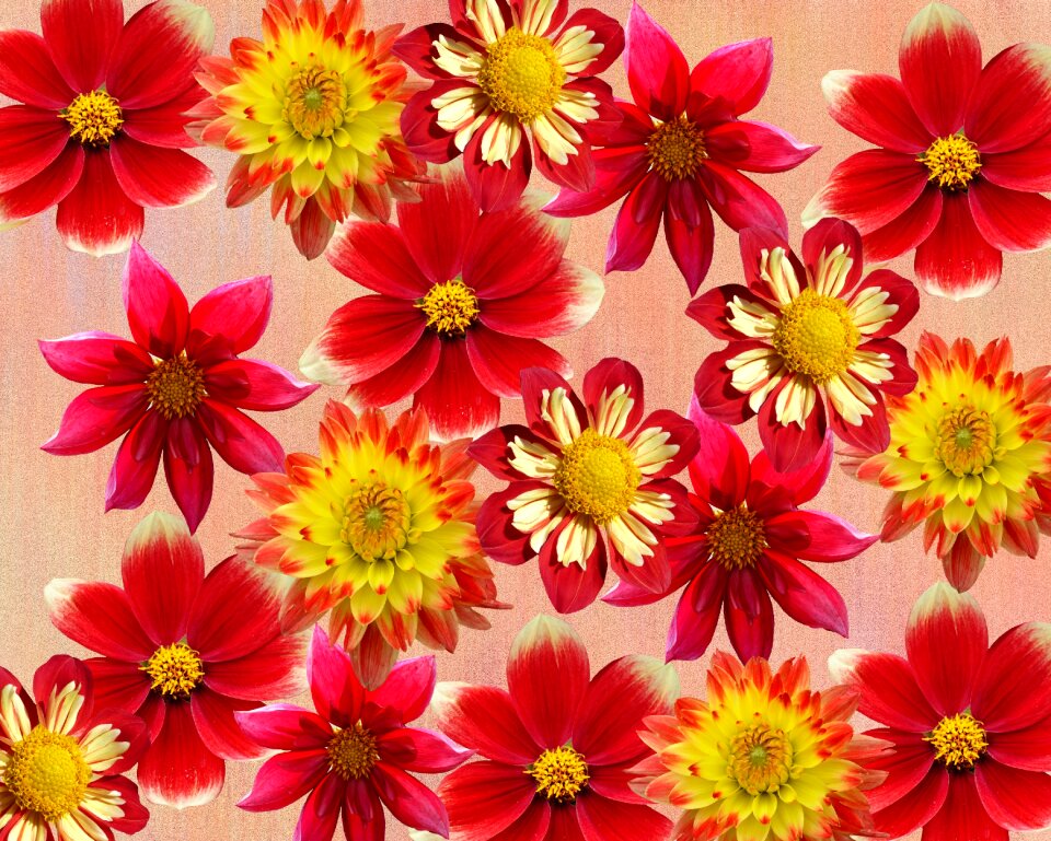 Dahlia garden garden dalia