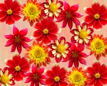 Dahlia garden garden dalia