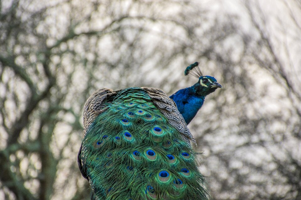 Wildlife majestic beak