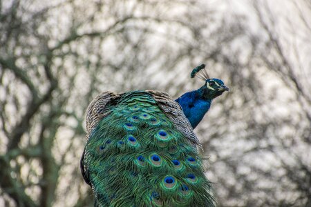 Wildlife majestic beak photo