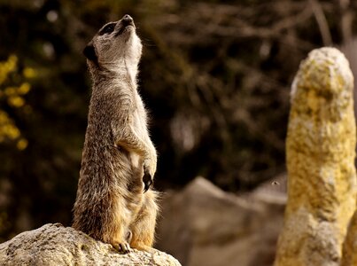 Zoo tiergarten small photo