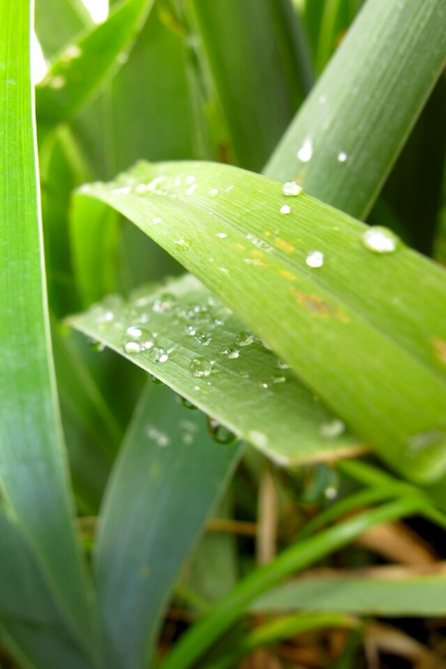 Raindrops after the rain green