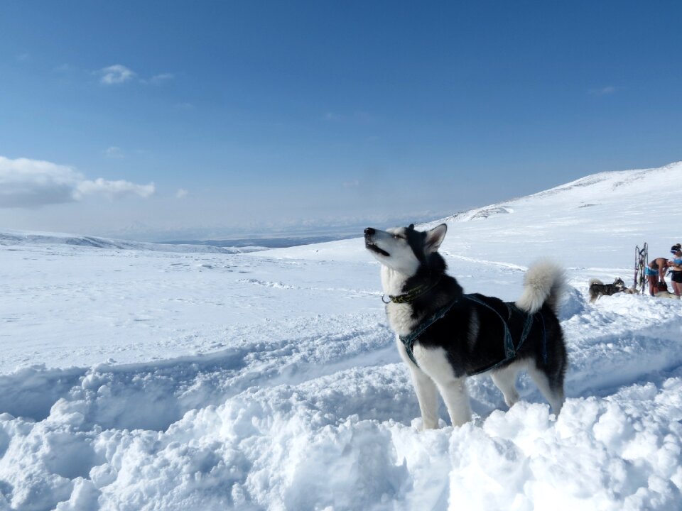 Pets landscape nature