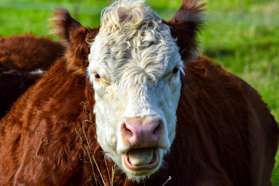 Cow simmental cattle cow head