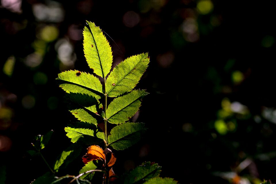 Plant of course autumn