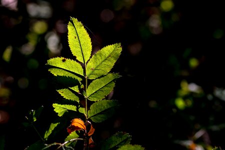 Plant of course autumn photo