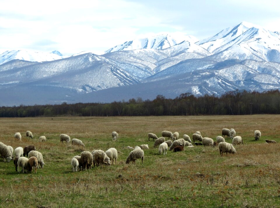 Meadow mountains snow photo