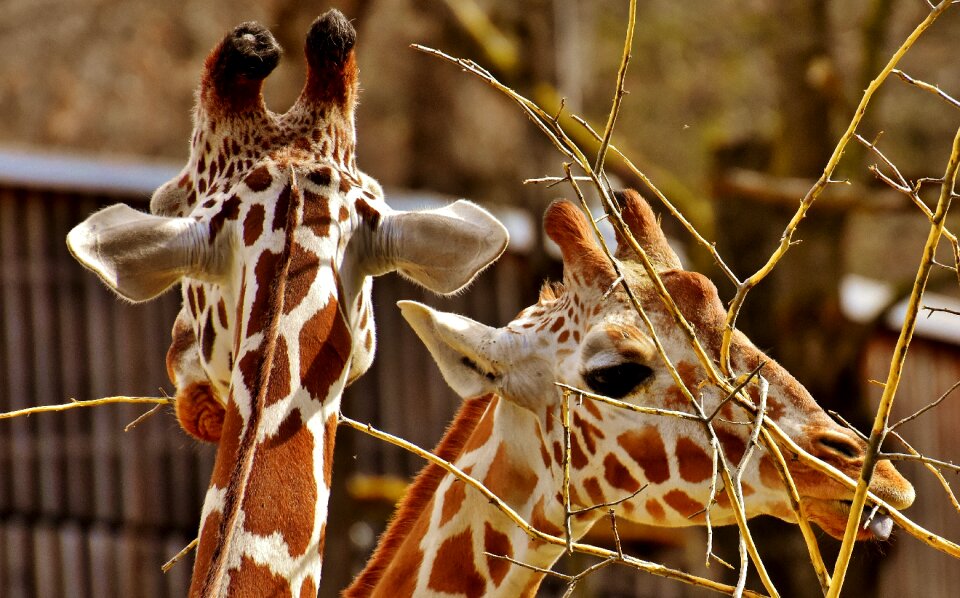 Animal portrait wild animal tierpark hellabrunn