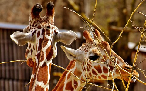 Animal portrait wild animal tierpark hellabrunn