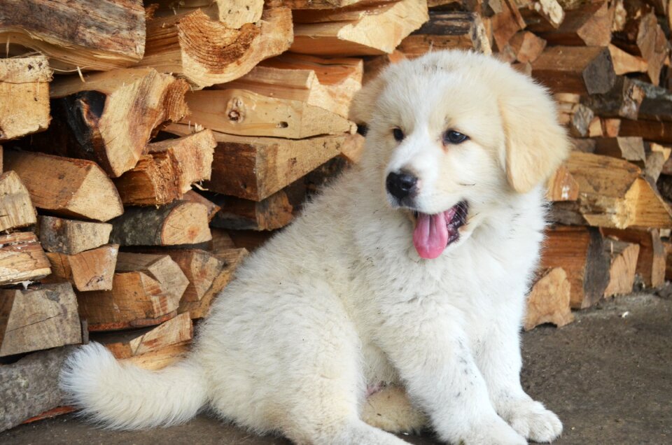 Adorable animal pet