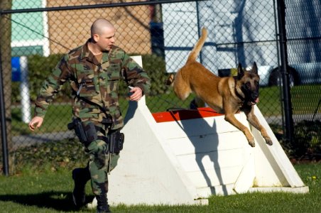US Navy 060208-N-3390M-021 Master-at-Arms 2nd Class Mathew Tarlton, assigned to Military Working Dog Kennel Naval Station Everett and his partner, military working dog, Boy, conduct patrol drills
