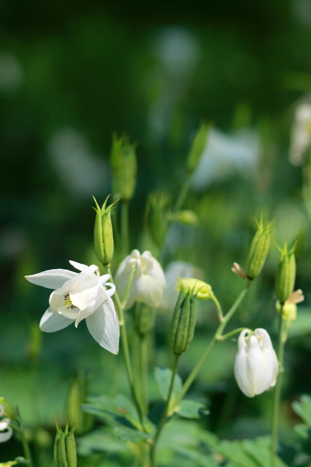 Leaf garden flower garden