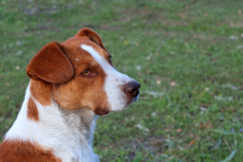 The dog looks pets man's best friend