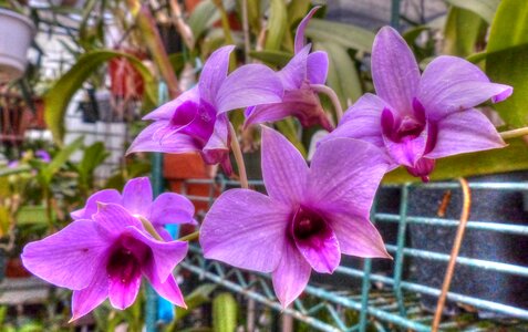 Orchid flower star orchid bunch