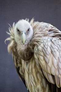Bird of prey nature vulture photo