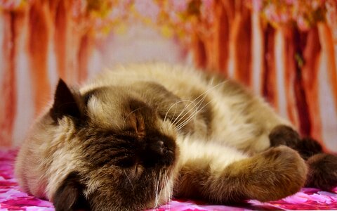 Mieze domestic cat british shorthair cat photo