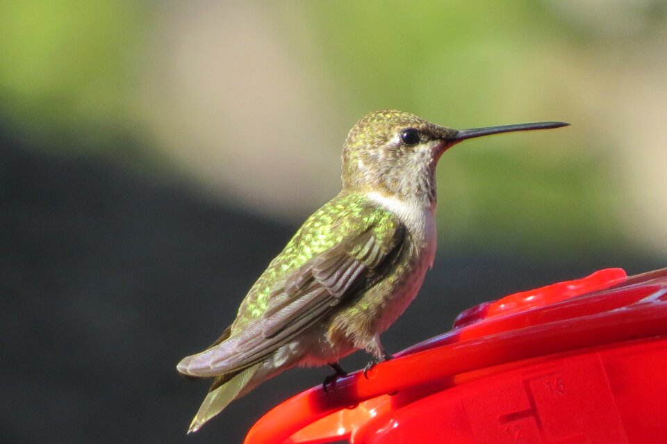 Hummingbird wildlife up close
