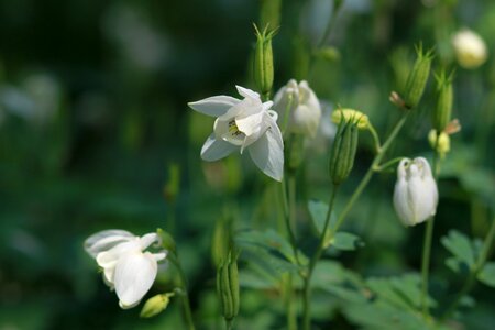 Leaf garden flower garden photo