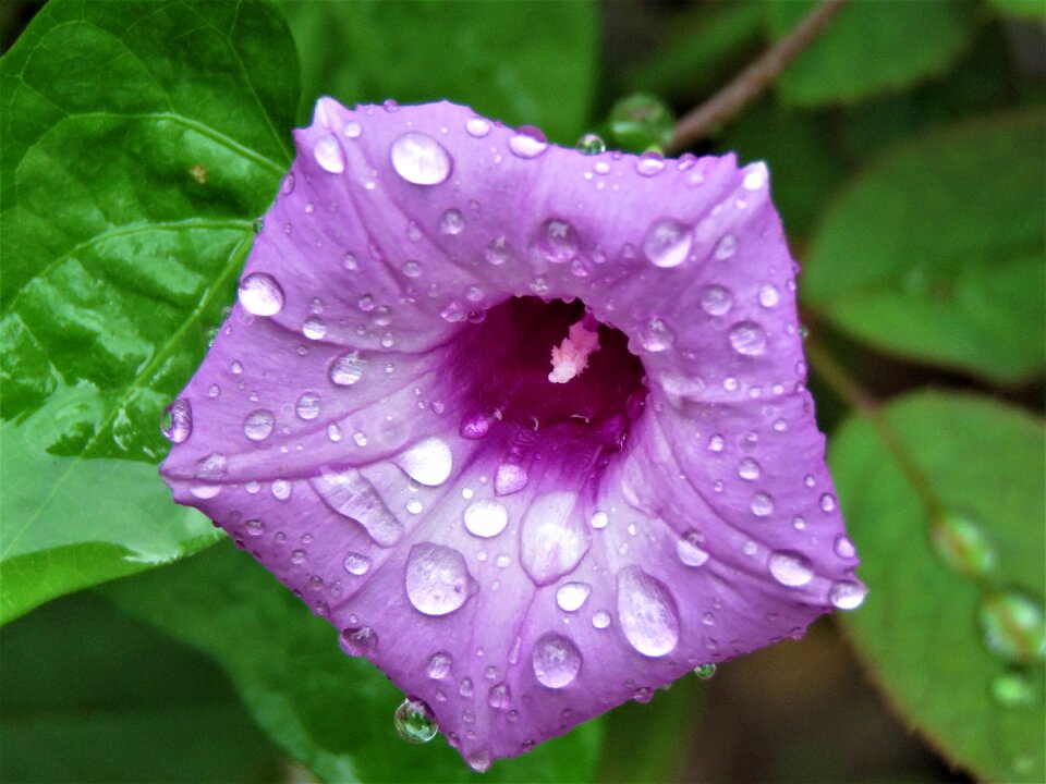 Rain drops vine green rain