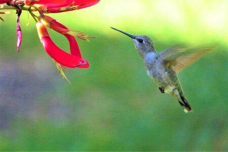 In flight red flower green birds