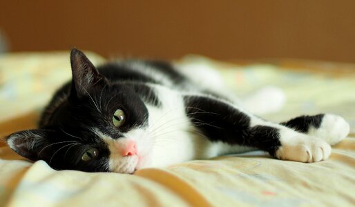 Animal cat nap photo