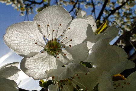 Spring flowering fruit tree photo