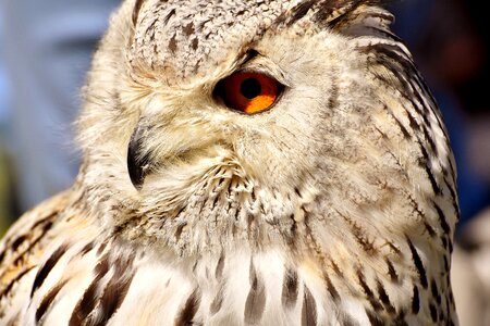 Eagle owl animals wild bird