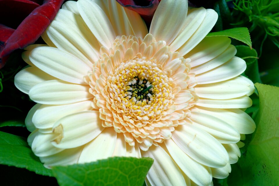 Bloom love plant