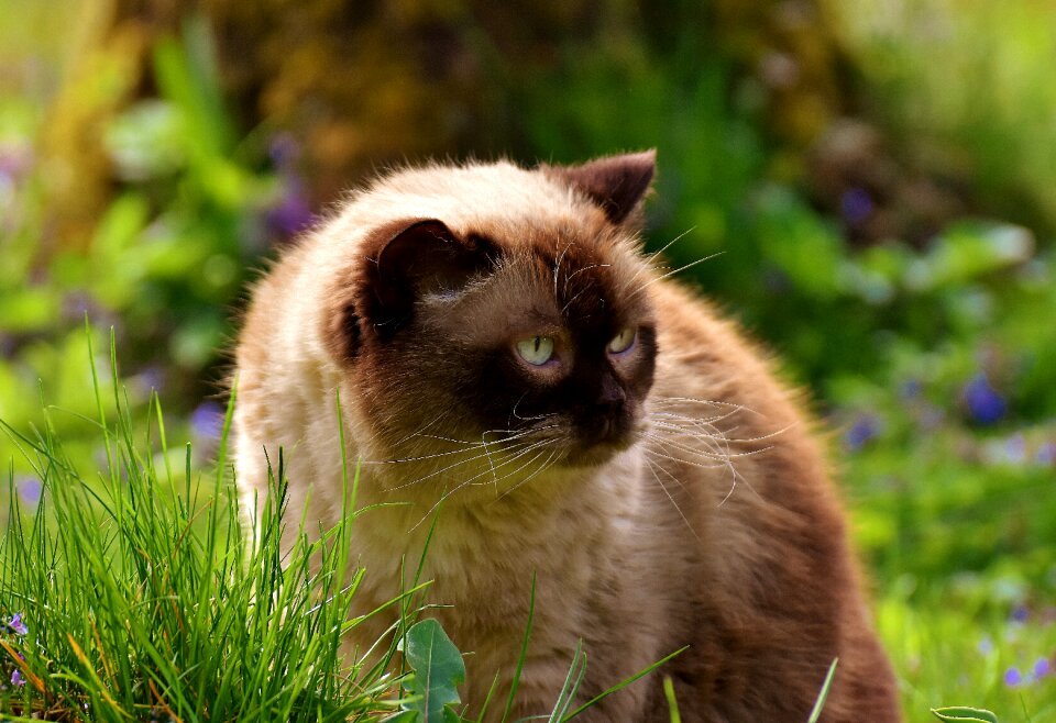 Meadow cat animal world