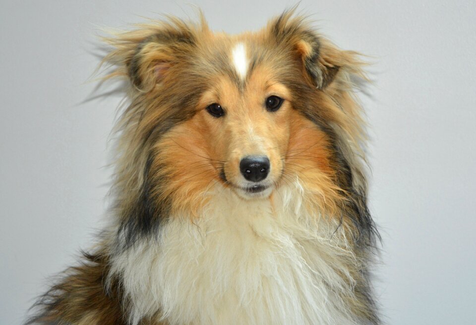 Bitch nayana animal collie