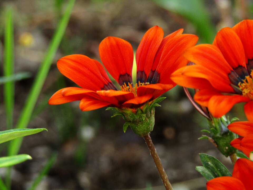 Colorful flowers garden spring