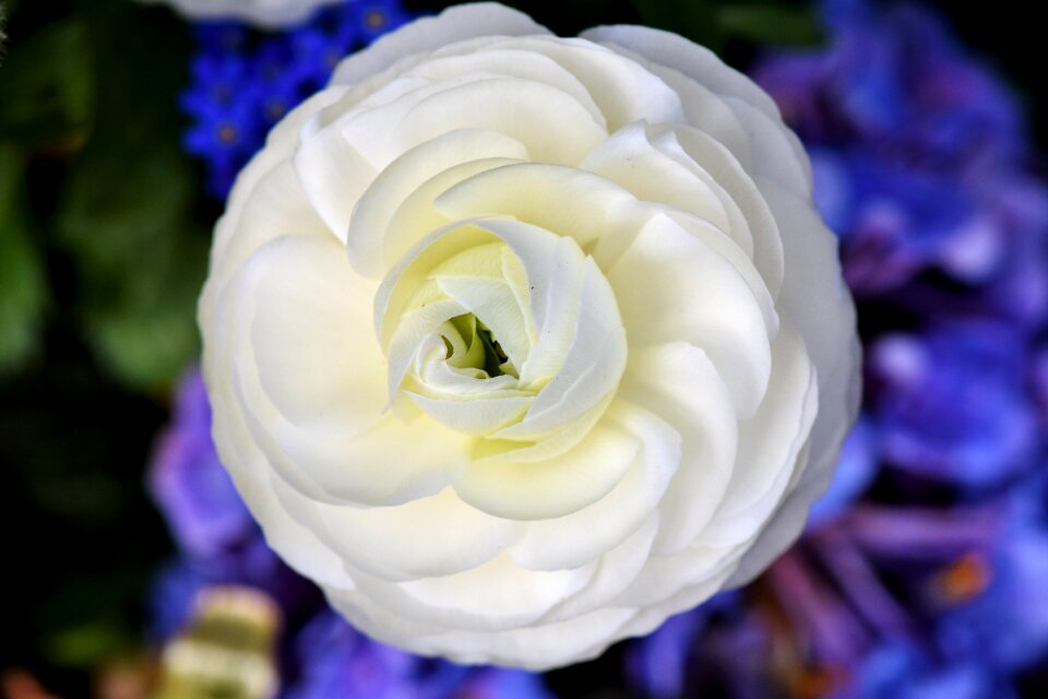 Bloom schnittblume petals