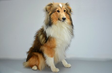 Color fawn with black overlay pup cute