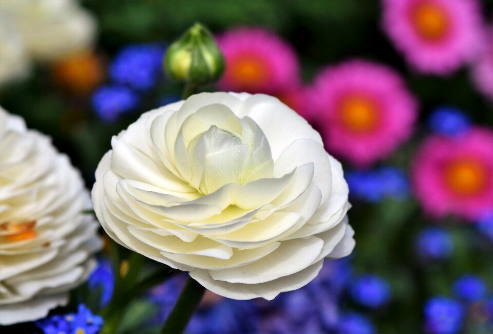 Bloom schnittblume petals